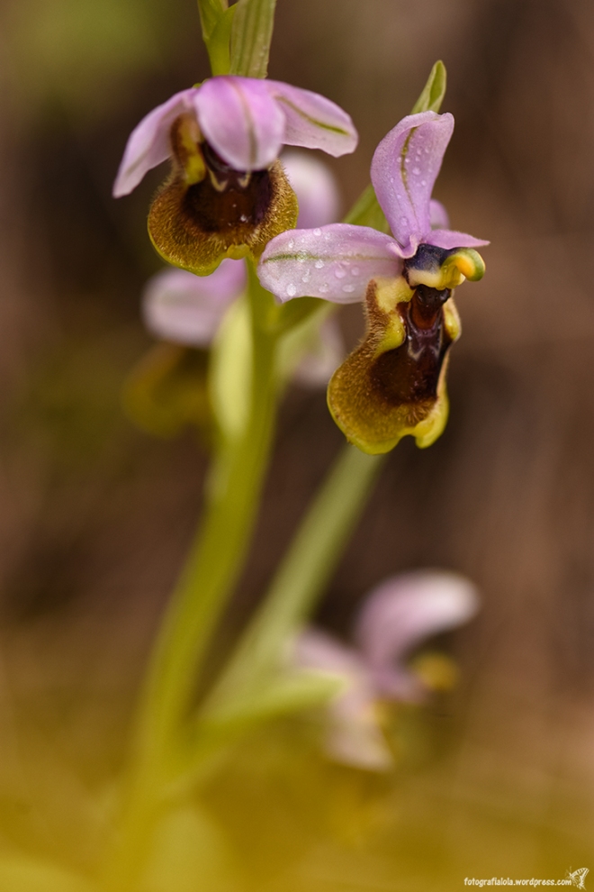 abejera rosada (Ophrys tenthredinifera)